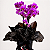 Mini Orquídea com Cachepot Preto - Imagem 3