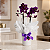 Mini Orquídea com Cachepot Branco - Imagem 4