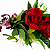 Dupla de Rosas Colombianas - Imagem 3