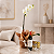 Kit de Orquídea Phalaenopsis Branca - Imagem 4