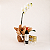 Kit de Orquídea Phalaenopsis Branca - Imagem 2