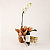 Kit de Orquídea Phalaenopsis Branca - Imagem 1