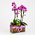 Dupla de Mini Orquídea Phale - Imagem 2