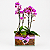 Dupla de Mini Orquídea Phale - Imagem 1