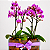 Dupla de Mini Orquídea Phale - Imagem 3