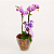 Mini Orquídea Phalaenopsis - Imagem 1