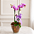 Mini Orquídea Phalaenopsis - Imagem 4