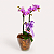 Mini Orquídea Phalaenopsis - Imagem 2