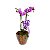 Mini Orquídea Phale - Imagem 1