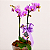 Mini Orquídea Phalaenopsis - Imagem 3