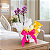 Kit Mini Phalaenopsis Johnson’s para Maternidade - Imagem 8