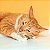 Bolinha de catnip maciça - Imagem 6