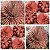 Sementes de Agave stricta rubra 'Suculenta Ouriço Vermelho' (10 sementes) - Imagem 2