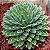 Sementes de Agave victoria reginae (10 sementes) - Imagem 1