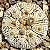 Astrophytum asterias cv Superkabuto - 05 sementes - Imagem 1