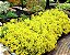 Sementes da Flor Alyssum Amarelo 'Cesto de Ouro' (Aurinia saxatilis) - Imagem 2