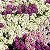 Alyssum Roxo Flor de Mel - 100 sementes - Imagem 3