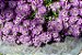 Alyssum Roxo Flor de Mel - 100 sementes - Imagem 6