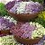Alyssum Roxo Flor de Mel - 100 sementes - Imagem 2