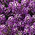 Sementes da Flor Alyssum Roxo Violet Queen (Lobularia maritima) - Imagem 1