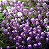 Sementes da Flor Alyssum Roxo Violet Queen (Lobularia maritima) - Imagem 4