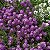 Sementes da Flor Alyssum Roxo Violet Queen (Lobularia maritima) - Imagem 3