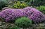 Sementes da Flor Alyssum Roxo Flor de Mel - Lobularia maritima - Imagem 5