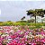 Sementes da Flor Ficóide Tapete Mágico Mix (Mesembryanthemum criniflorum) - Imagem 6