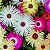 Sementes da Flor Ficóide Tapete Mágico Mix (Mesembryanthemum criniflorum) - Imagem 10