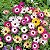Sementes da Flor Ficóide Tapete Mágico Mix (Mesembryanthemum criniflorum) - Imagem 4