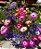 Sementes da Flor Ficóide Tapete Mágico Mix (Mesembryanthemum criniflorum) - Imagem 11