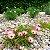 Sementes da Flor Ficóide Tapete Mágico Mix (Mesembryanthemum criniflorum) - Imagem 5