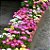 Sementes da Flor Ficóide Tapete Mágico Mix (Mesembryanthemum criniflorum) - Imagem 2