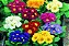 Sementes da Flor Prímula / Primavera Sortida (Primula veris) - Imagem 3