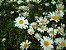 Margarida Gigante Branca - 100 sementes - Imagem 2