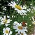 Sementes da Flor Margarida Gigante Branca (Chrysanthemum leucanthemum) - Imagem 1