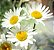 Sementes da Flor Margarida Gigante Branca (Chrysanthemum leucanthemum) - Imagem 5