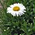 Margarida Gigante Branca - 100 sementes - Imagem 1