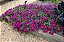 Sementes da Flor Petúnia Sortida (Petunia hybrida) - Imagem 5