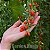 Goji Berry - A Fruta da longevidade - 100 sementes - Imagem 2