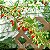 Sementes de Goji Berry - A Fruta da Longevidade (Lycium barbarum) - Imagem 4