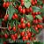 Sementes de Goji Berry - A Fruta da Longevidade (Lycium barbarum) - Imagem 3