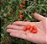 Sementes de Goji Berry - A Fruta da Longevidade (Lycium barbarum) - Imagem 5