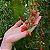Sementes de Goji Berry - A Fruta da Longevidade (Lycium barbarum) - Imagem 1