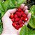 Morango Silvestre - Frutos comestíveis - 50 sementes - Imagem 1