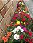 Sementes da Flor Onze Horas Double Sortida (Portulaca grandiflora) - Imagem 7