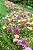 Sementes da Flor Onze Horas Double Sortida (Portulaca grandiflora) - Imagem 6
