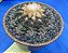 Ariocarpus Mix - 10 sementes - Cactos - Imagem 3