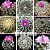 Ariocarpus Mix - 10 sementes - Cactos - Imagem 1