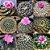 Ariocarpus Mix - 10 sementes - Cactos - Imagem 2